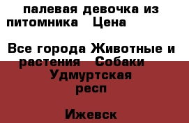 палевая девочка из питомника › Цена ­ 40 000 - Все города Животные и растения » Собаки   . Удмуртская респ.,Ижевск г.